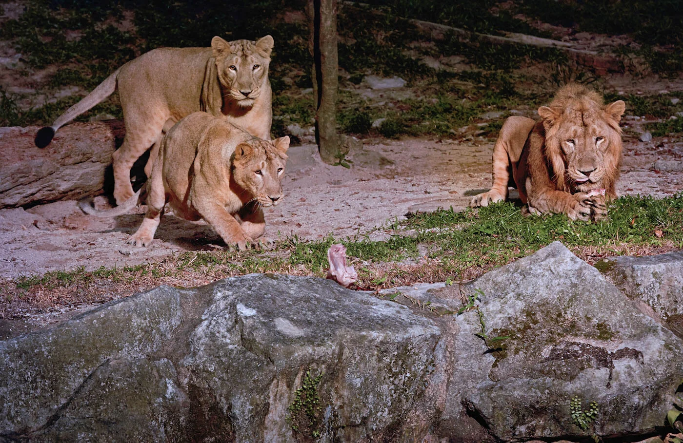 Night Safari Singapore