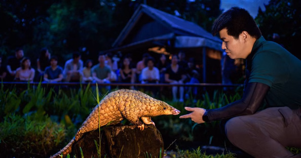 Singapore Night Safari